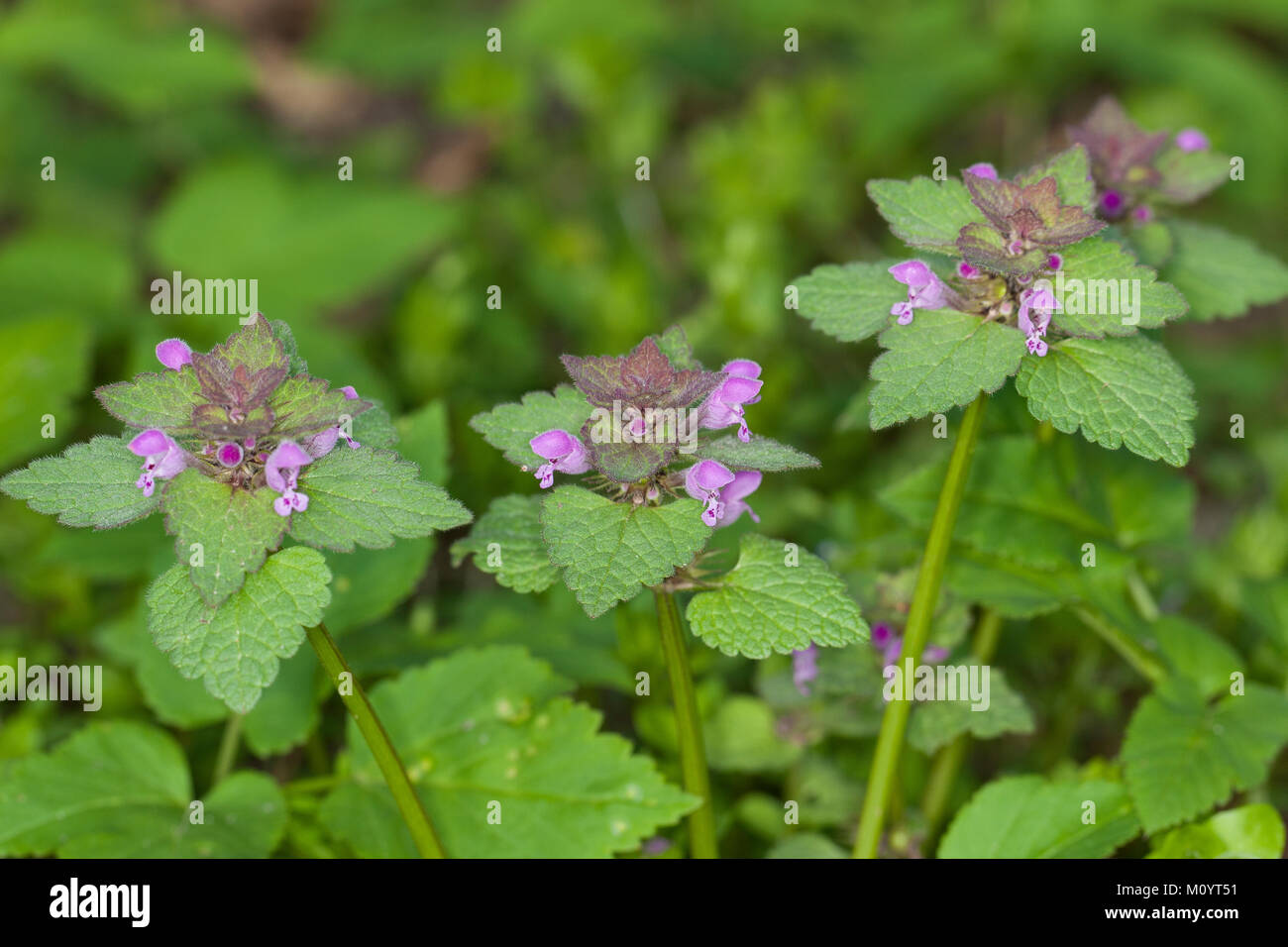 Rote Taubnessel, Lamium purpureum, red deadnettle, purple deadnettle, red dead-nettle, purple dead-nettle, red dead nettle, purple dead nettle, purple Stock Photo