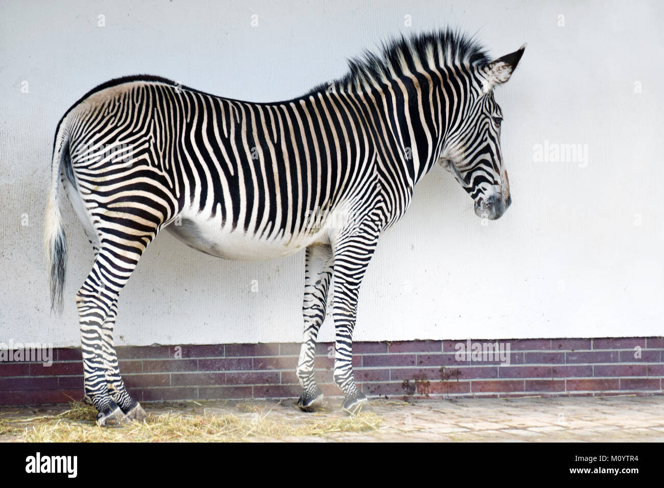 Zebra standing in front of a wall. Stock Photo
