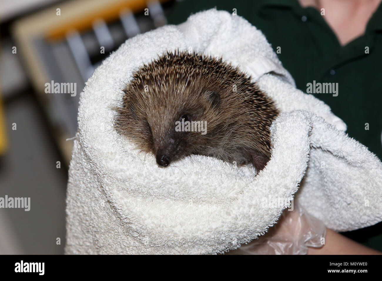 Animal hospital hi-res stock photography and images - Alamy