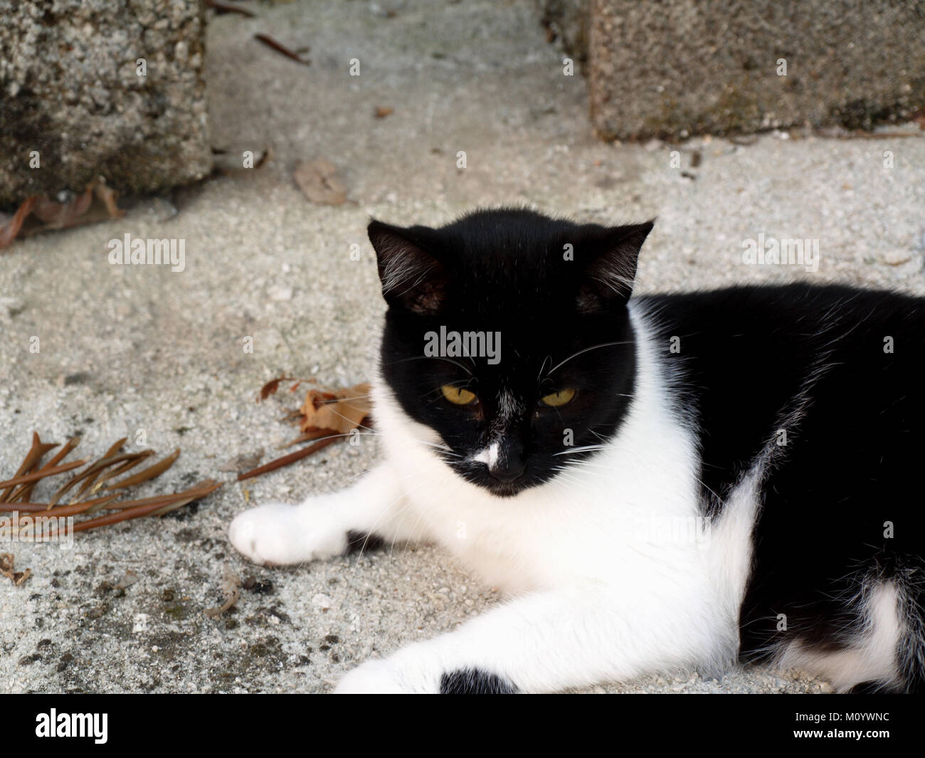 Pretty Young Black And White Cat Lazing In Corfu Greece Stock Photo Alamy