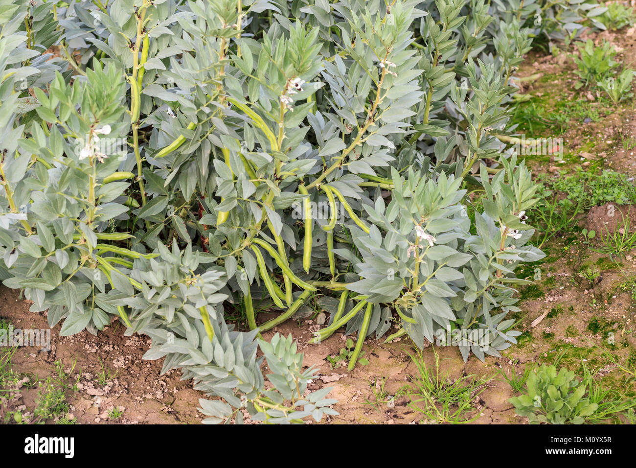 Broad bean plant Stock Photo Alamy