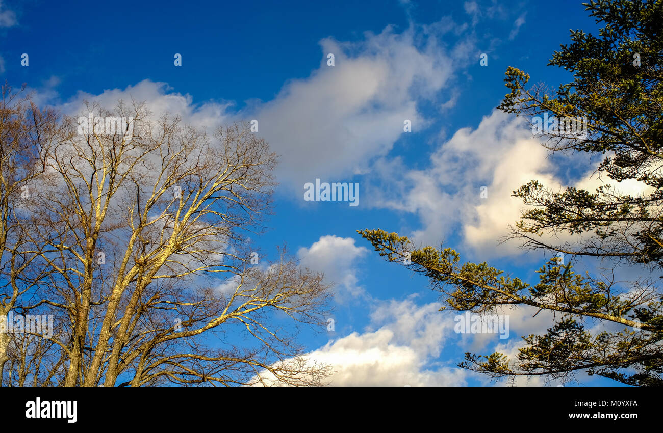 Dry tree or dead tree branches on blue sky background Stock Photo - Alamy
