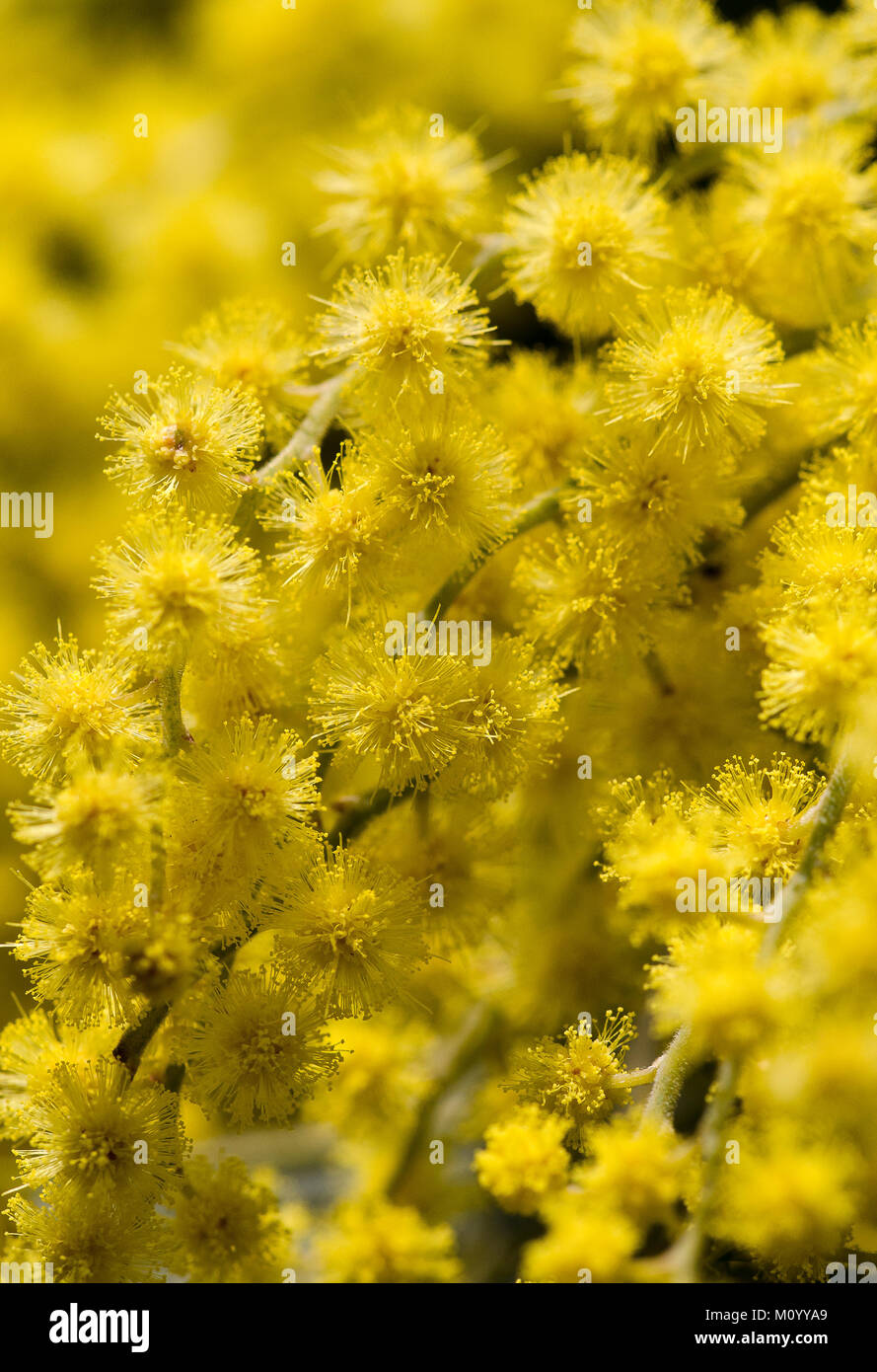 Acacia dealbata - Silber-Akazie - Gelbe Mimose Stock Photo - Alamy
