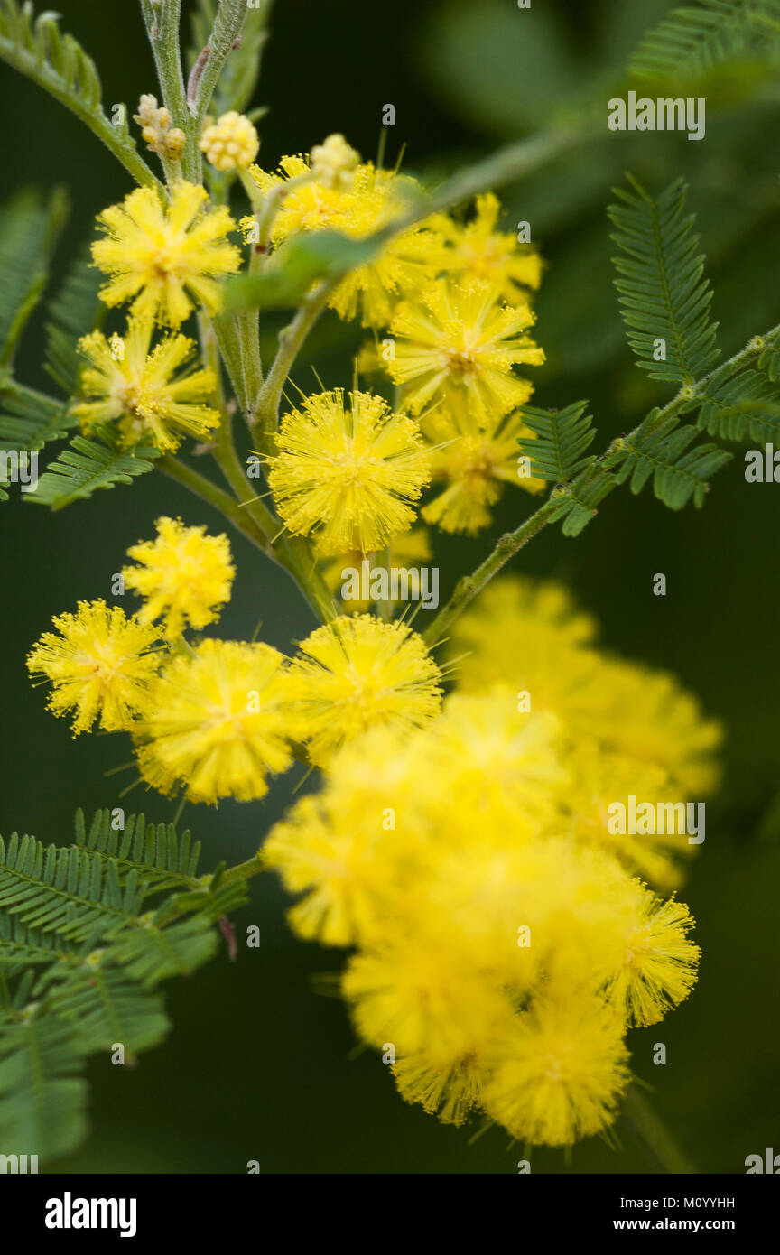 Acacia dealbata - Silber-Akazie - Gelbe Mimose Stock Photo - Alamy