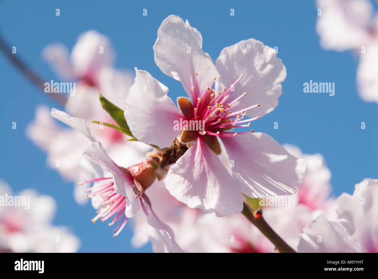Prunus amygdalopersica 'Angelique' - Persische Mandel Stock Photo