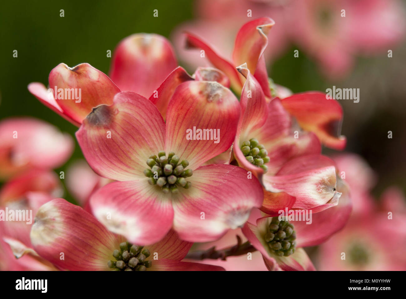 Cornus florida f. rubra - Östlicher Blumen Hartriegel Stock Photo