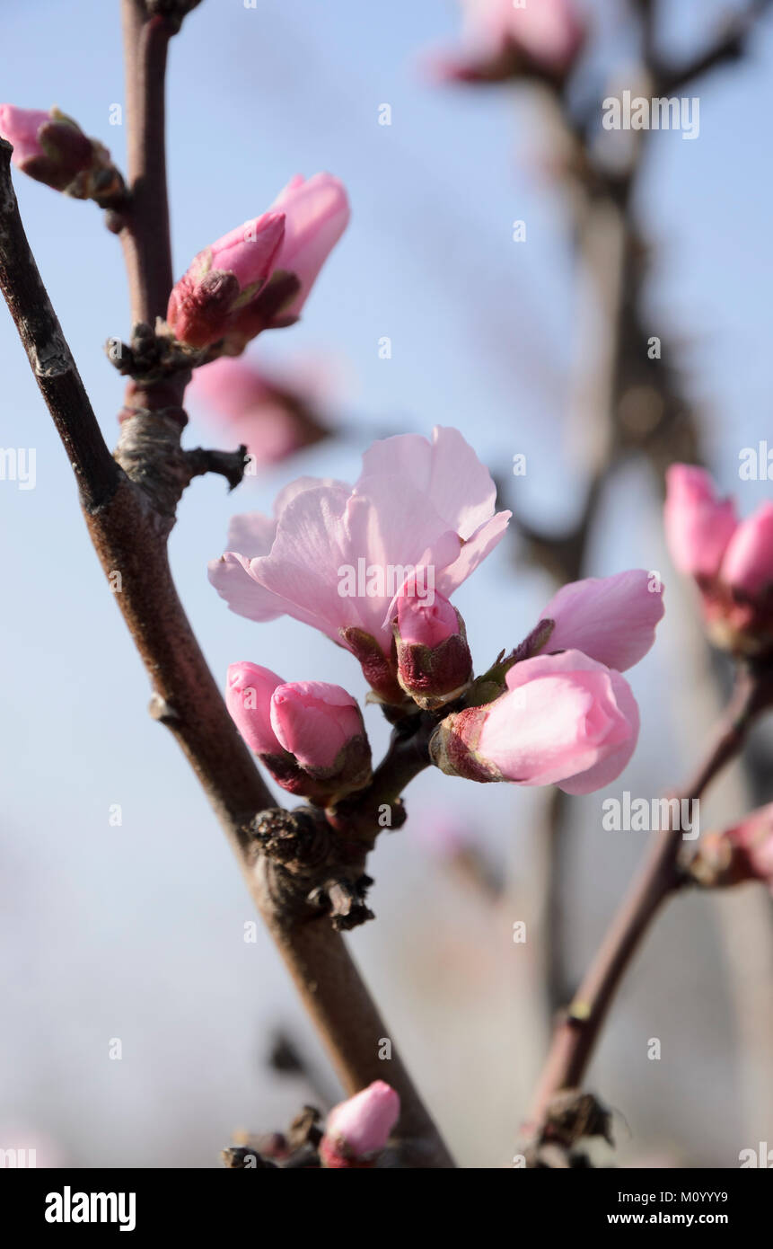 Persische Mandel 'Angelique' - Prunus amy. 'Angelique' Stock Photo