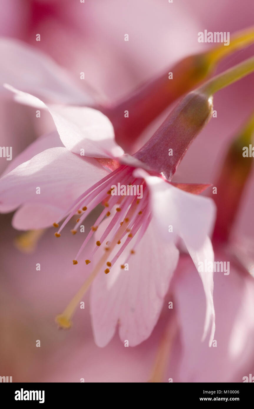 Prunus 'Okame' -  Zierkirsche - Cherry Stock Photo