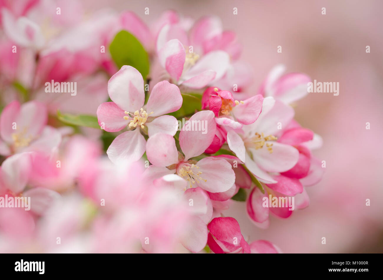 Malus floribunda - Crab Apple Tree - Japanischer Blüten-Apfel Stock Photo