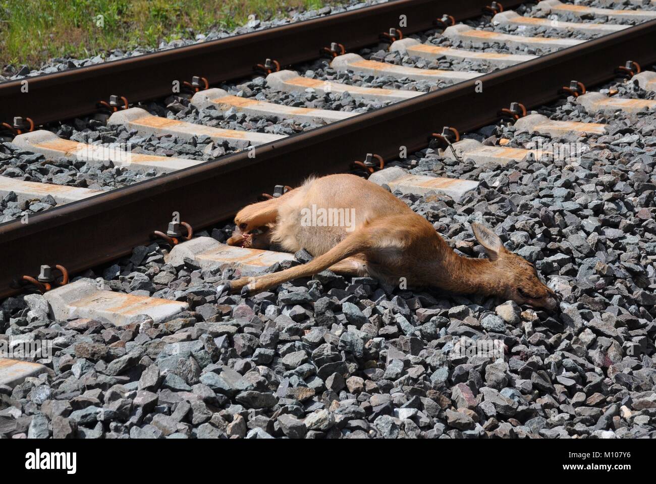 Railway tracks animal hi-res stock photography and images - Page 4 - Alamy
