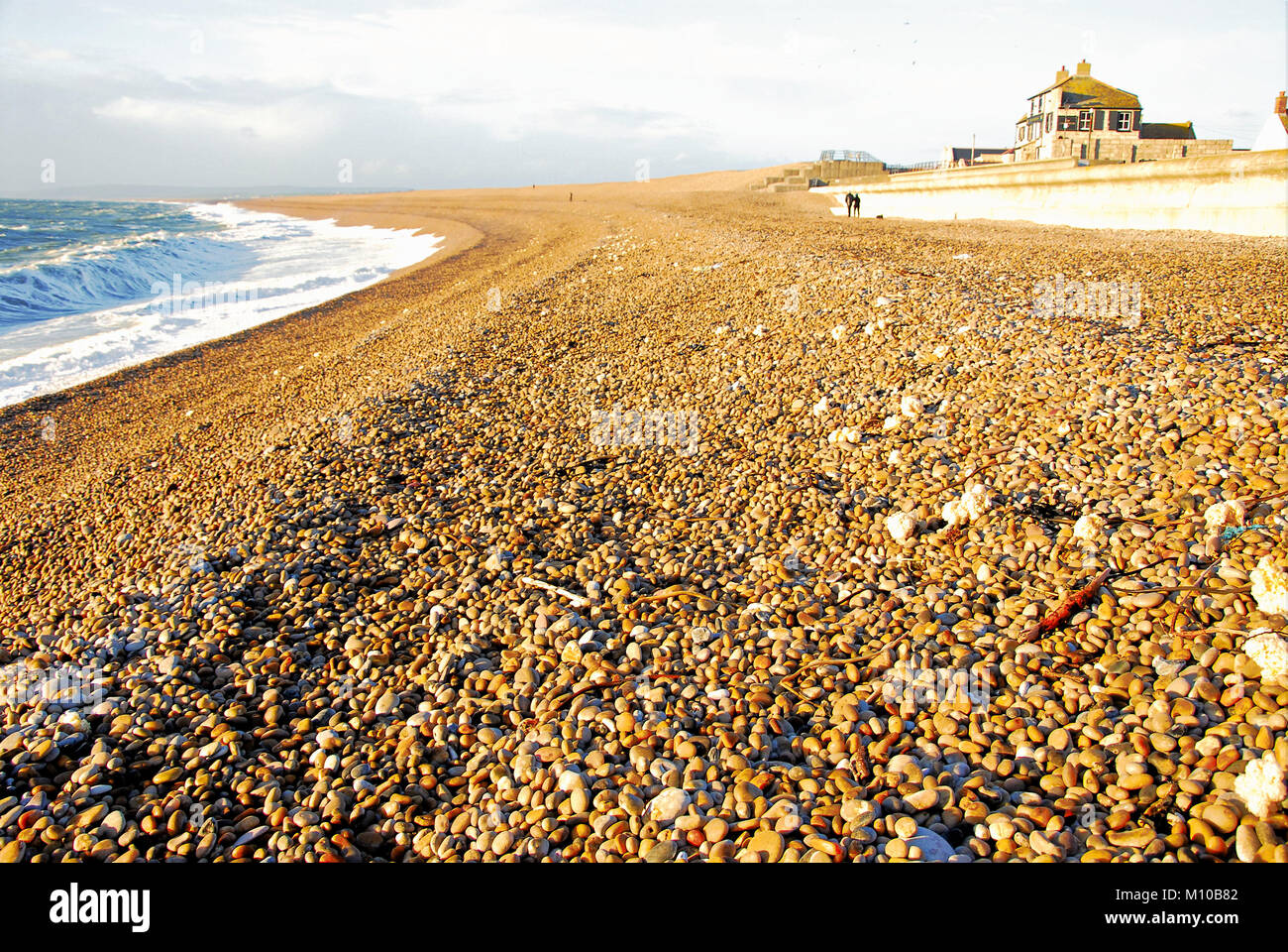 Whelk egg case hires stock photography and images Alamy