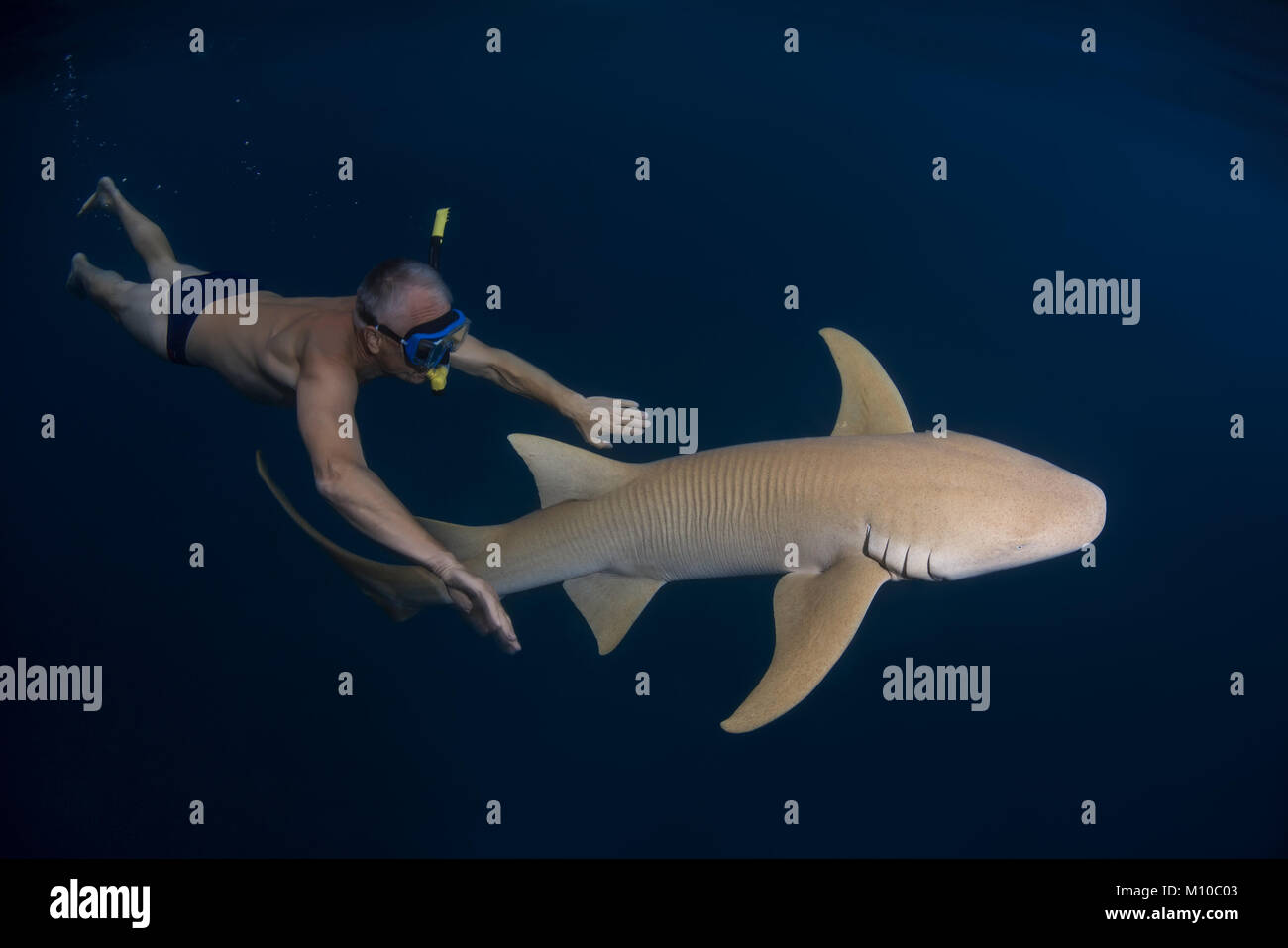 Indian Ocean, Maldives. 6th Sep, 2017. man swims at night with shark - Tawny nurse sharks Credit: Andrey Nekrasov/ZUMA Wire/ZUMAPRESS.com/Alamy Live News Stock Photo