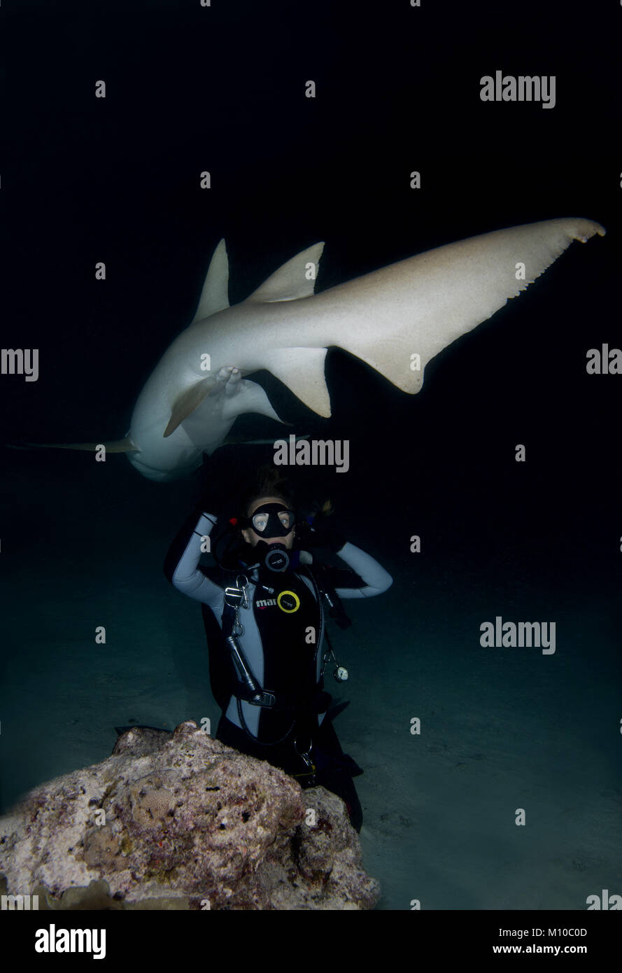 September 5, 2017 - Indian Ocean, Maldives - Scuba diver look at the Tawny nurse sharks (Nebrius ferrugineus) swims over coral reef in the night (Credit Image: © Andrey Nekrasov/ZUMA Wire/ZUMAPRESS.com) Stock Photo