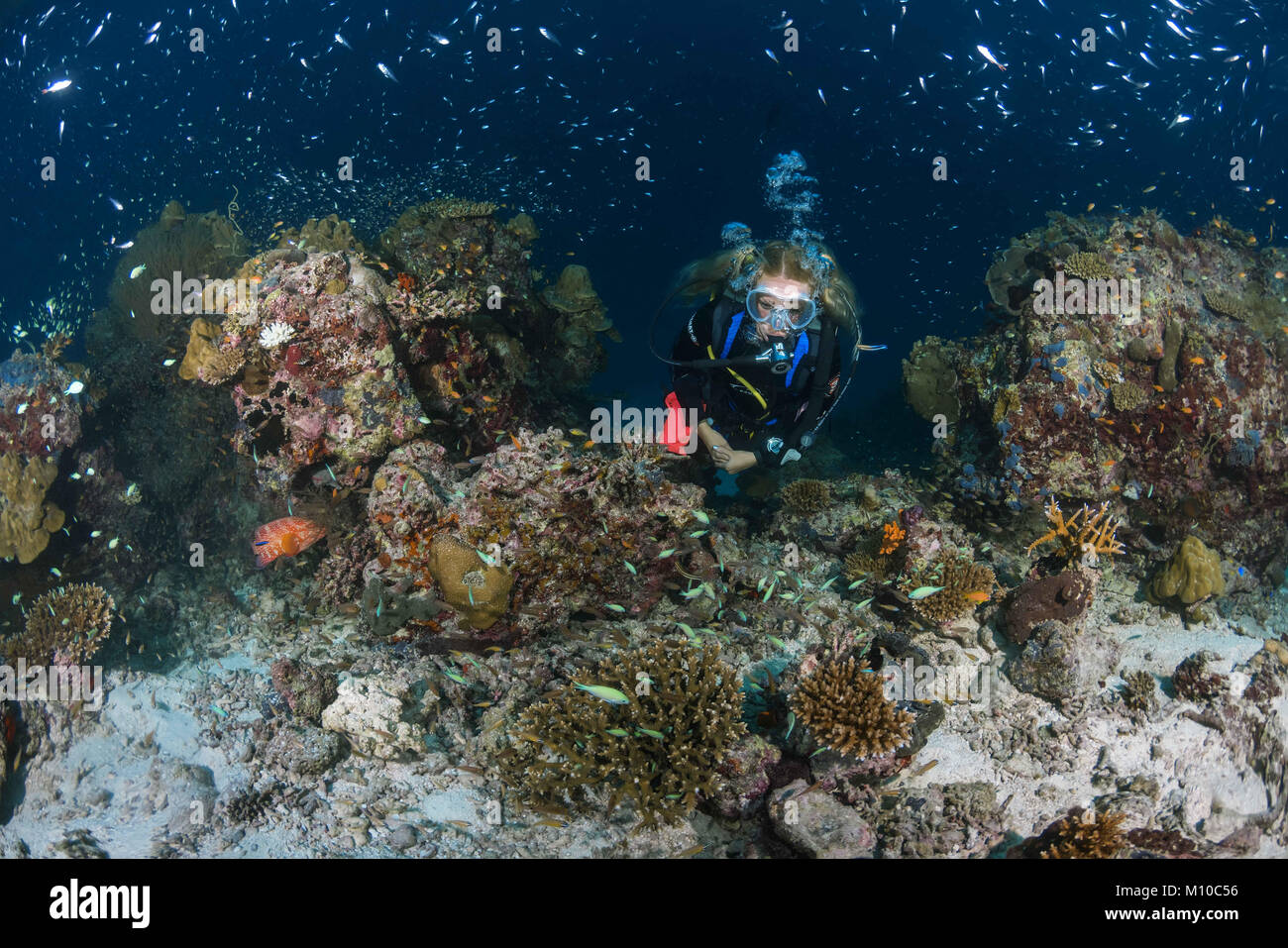 September 6, 2017 - Indian Ocean, Maldives - Female scuba diver swim near coral reef (Credit Image: © Andrey Nekrasov/ZUMA Wire/ZUMAPRESS.com) Stock Photo