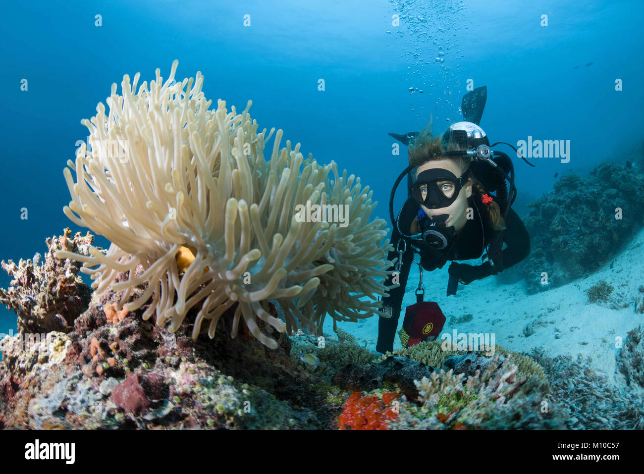 Indian Ocean, Maldives. 6th Sep, 2017. Female scuba diver looking on anemone Credit: Andrey Nekrasov/ZUMA Wire/ZUMAPRESS.com/Alamy Live News Stock Photo