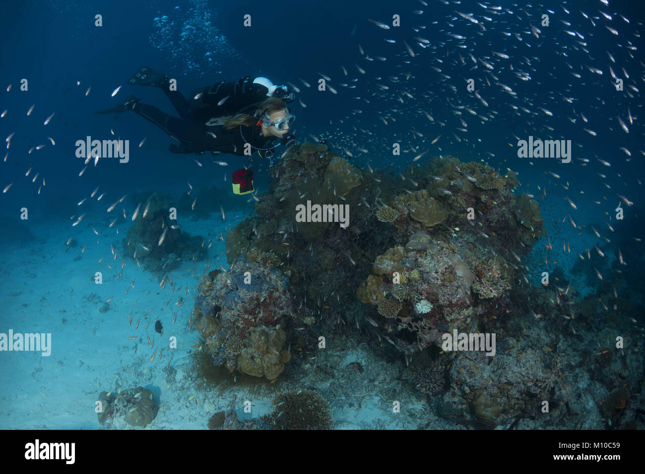 September 6, 2017 - Indian Ocean, Maldives - Female scuba diver swim near coral reef (Credit Image: © Andrey Nekrasov/ZUMA Wire/ZUMAPRESS.com) Stock Photo