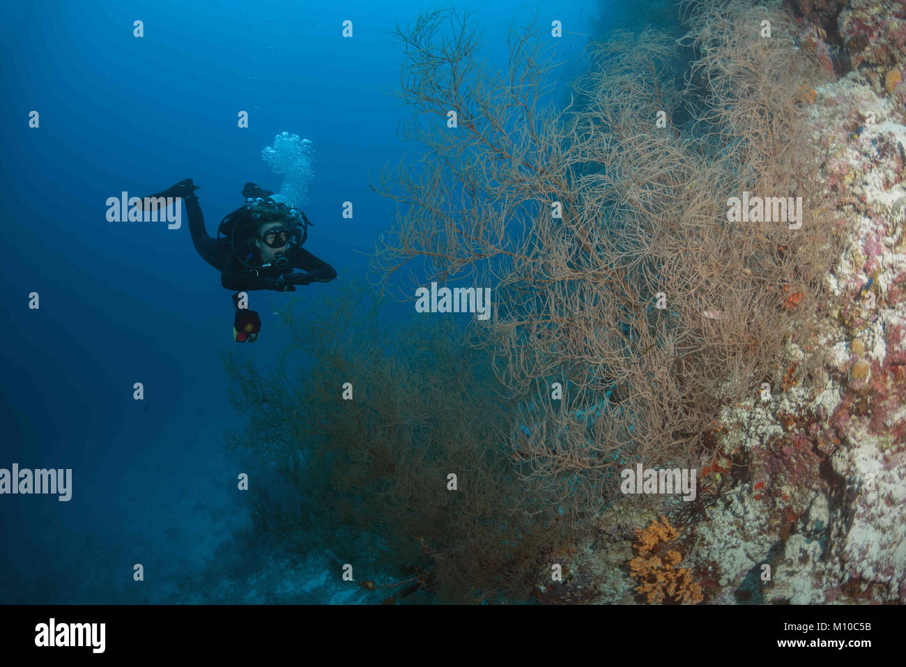 Indian Ocean, Maldives. 6th Sep, 2017. Female scuba diver look on black coral Credit: Andrey Nekrasov/ZUMA Wire/ZUMAPRESS.com/Alamy Live News Stock Photo