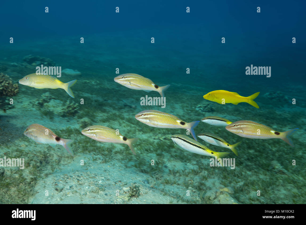 Red Sea, Dahab, Egypt. 11th Nov, 2017. Mixed school of Goatfish - Twospot Goatfish (Parupeneus rubescens), Goldspotted Goatfish (Parupeneus cyclostomus) and Red Sea goatfish Credit: Andrey Nekrasov/ZUMA Wire/ZUMAPRESS.com/Alamy Live News Stock Photo