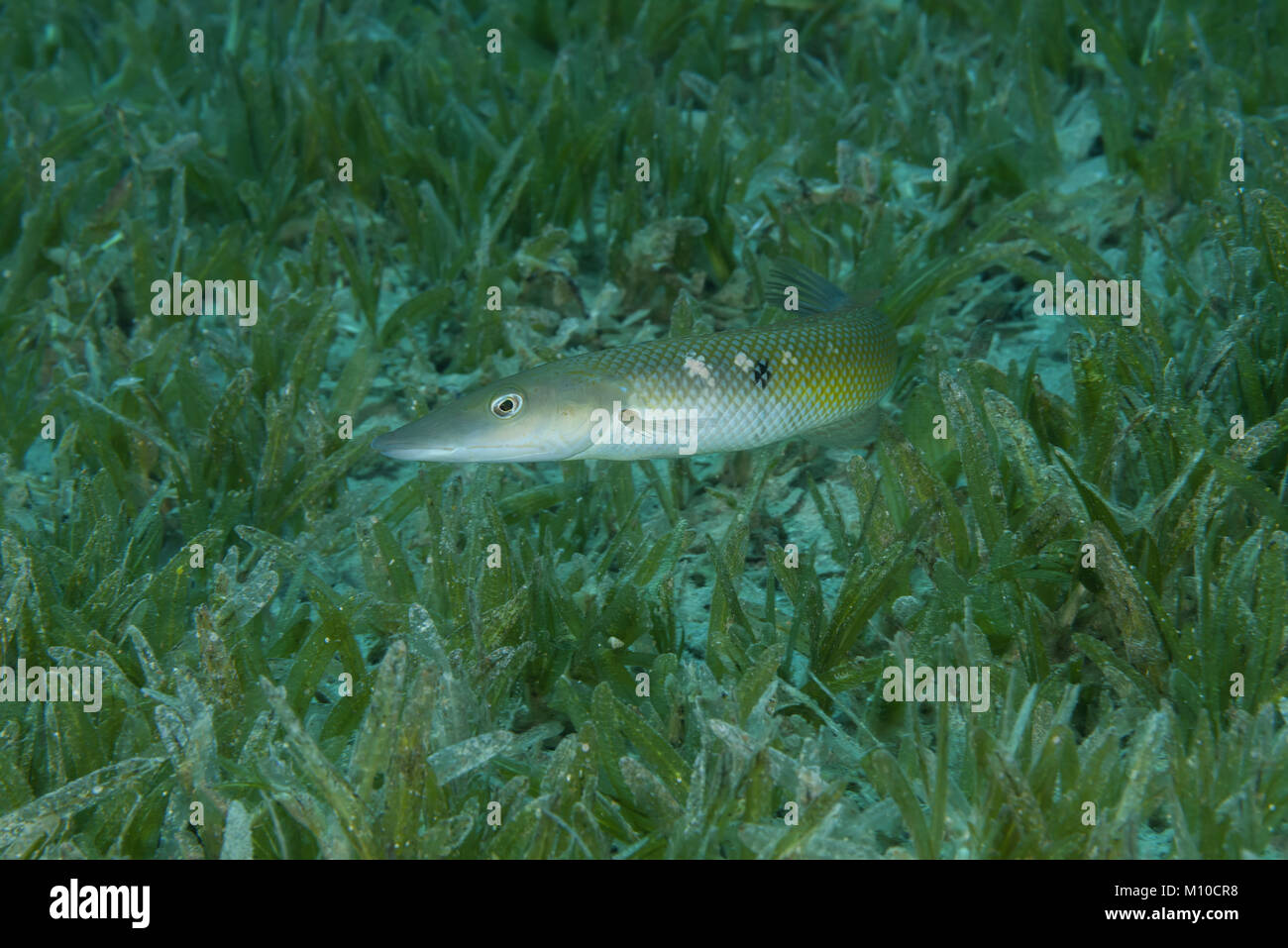 Red Sea, Dahab, Egypt. 12th Nov, 2017. Cigar Wrasse (Cheilio inermis ...