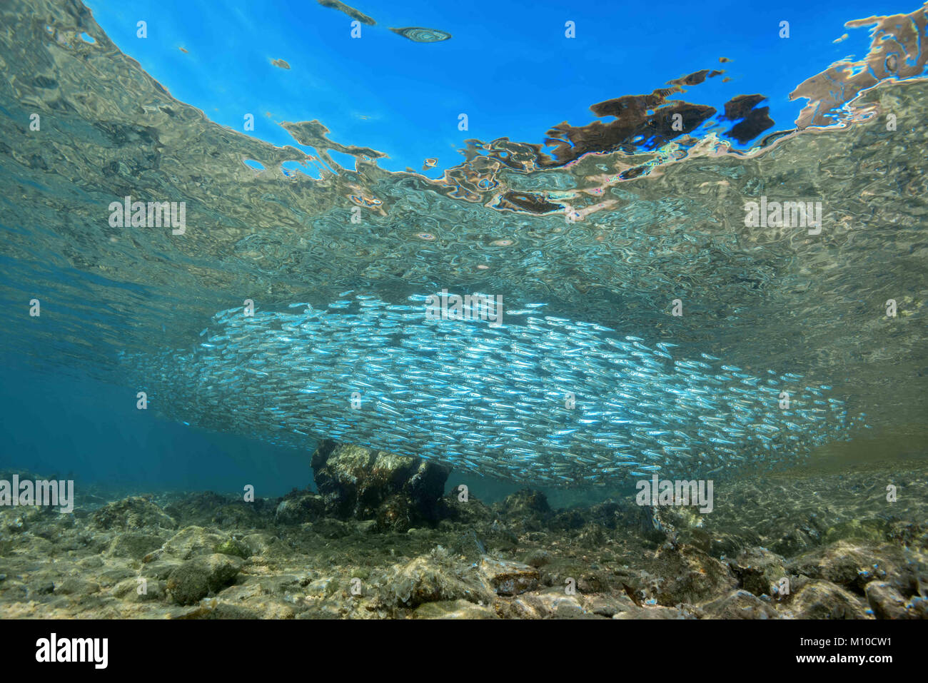 Red Sea, Dahab, Egypt. 15th Nov, 2017. Massive school of fish in shallow water Credit: Andrey Nekrasov/ZUMA Wire/ZUMAPRESS.com/Alamy Live News Stock Photo
