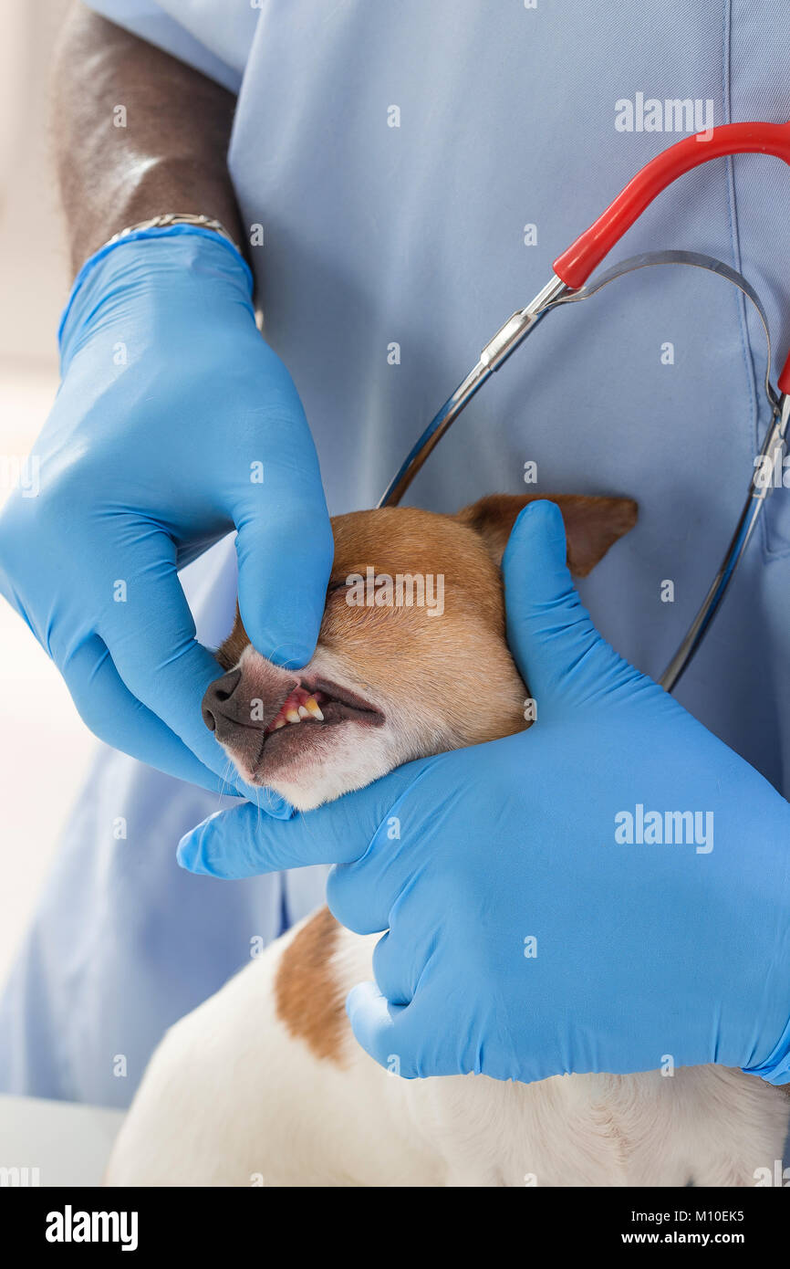 Veterinarian checks teeth to a dog - animal and pet veterinary care concept Stock Photo