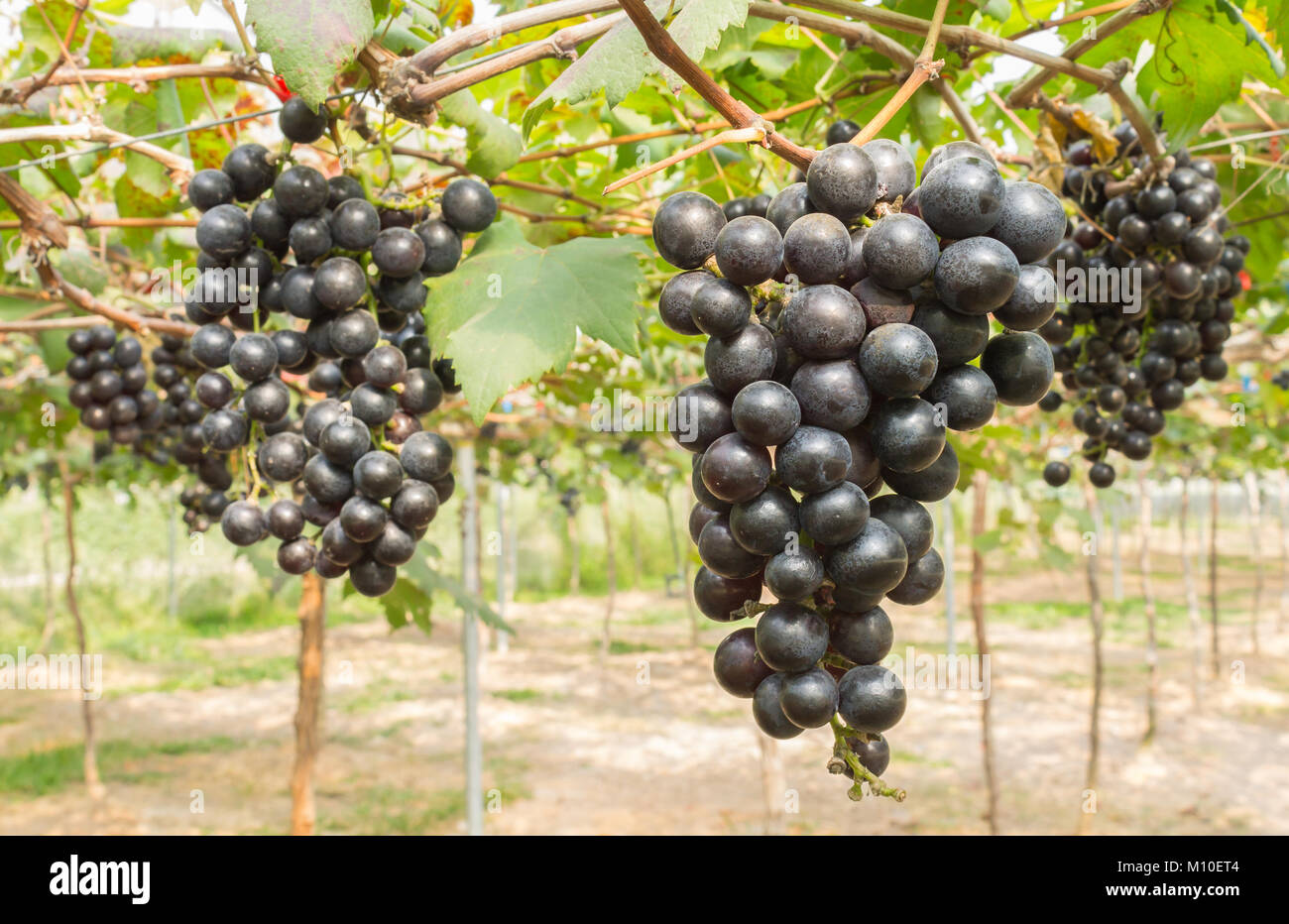 Black Grapes In Grape Garden Or Vineyard Black Grapes With Green Leaf Black Grape Vineyard In Sunshine Day Ripe Black Grape For Health Or Diet Righ Stock Photo Alamy