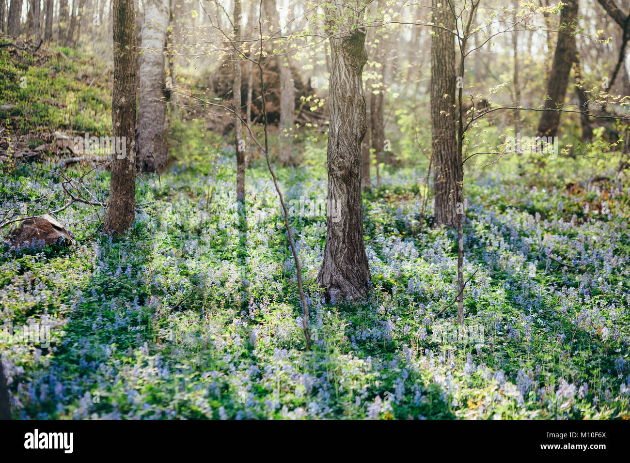 Beautiful purple flowers in sping forest Stock Photo - Alamy