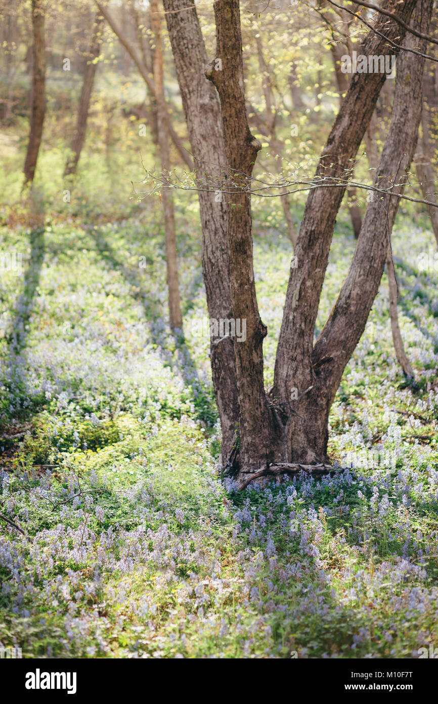 Purple forest hi-res stock photography and images - Alamy