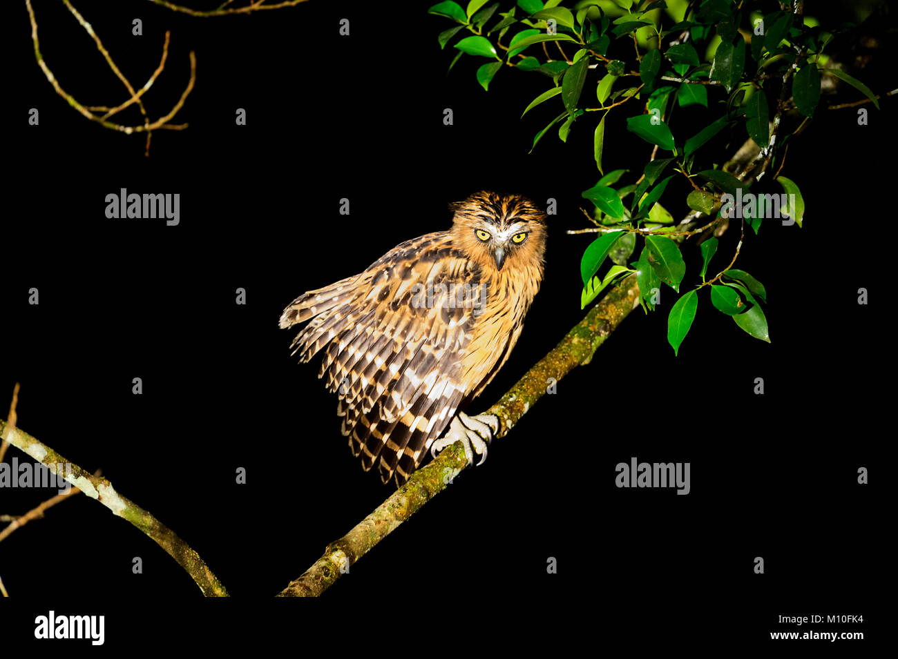 Buffy Fishing Owl (Ketupa ketupu), Tabin Wildlife Reserve, Sabah, Borneo, Malaysia Stock Photo