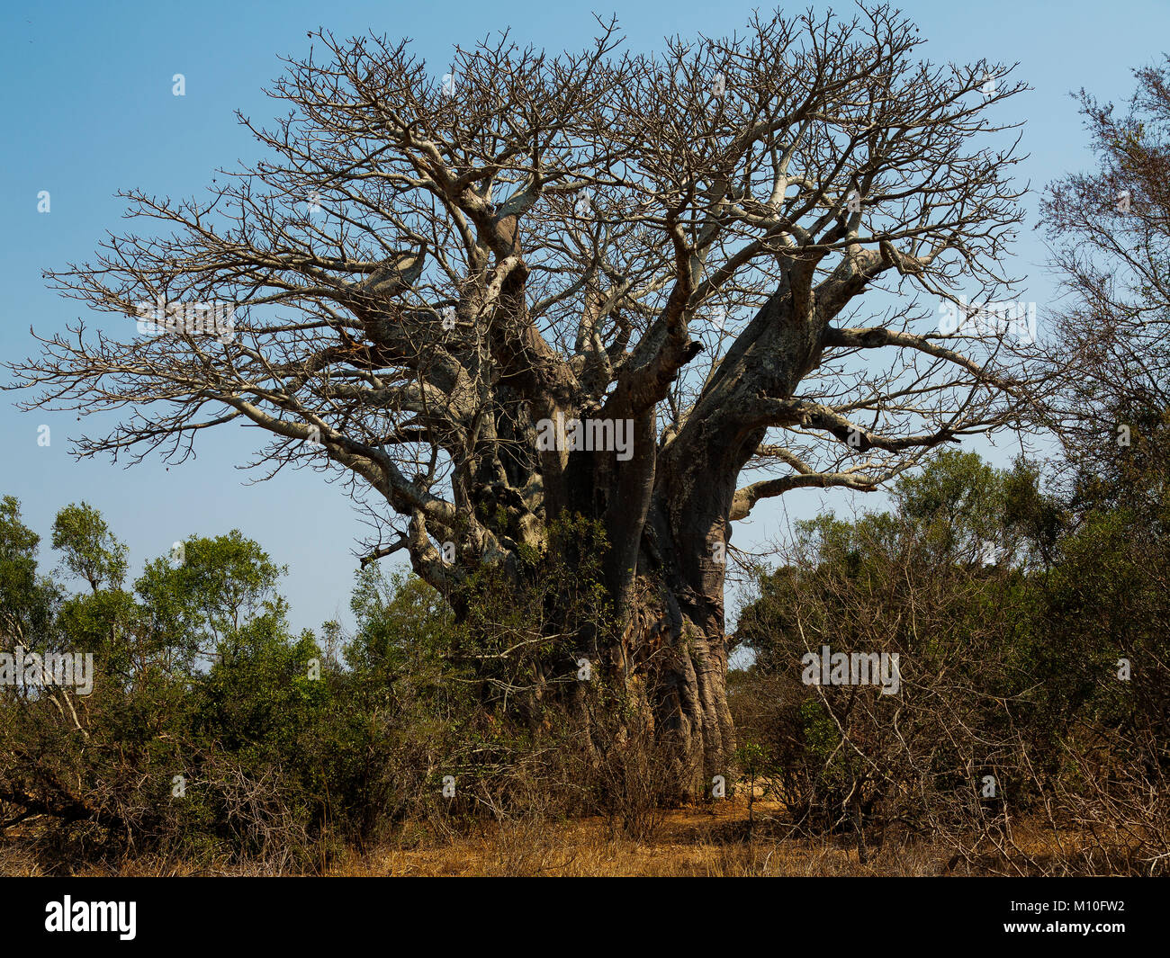 Big Baobab Tree at Kruger National Park, Couth Africa Stock Photo
