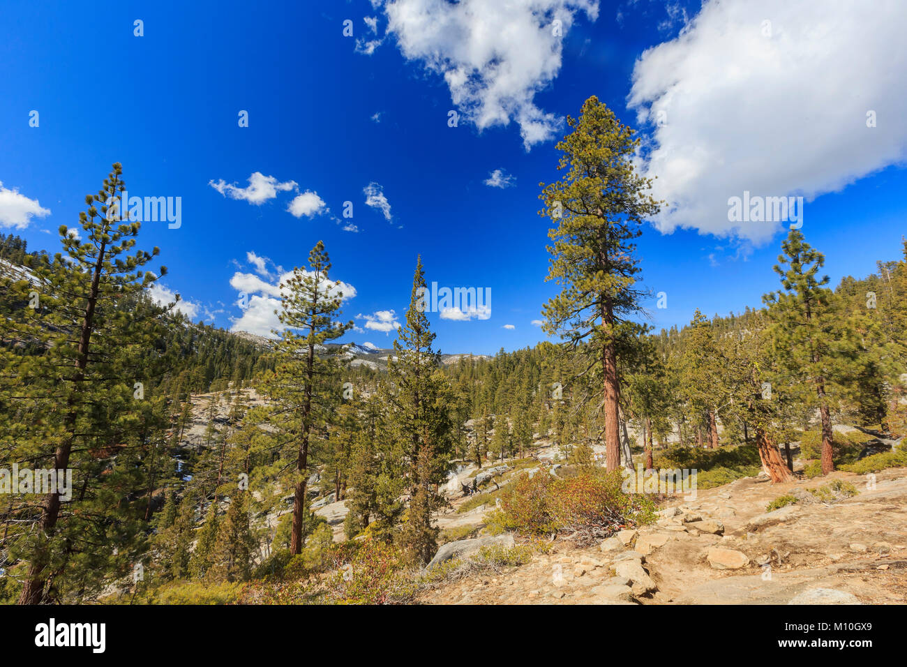 Trees in yosemite national hi-res stock photography and images - Alamy
