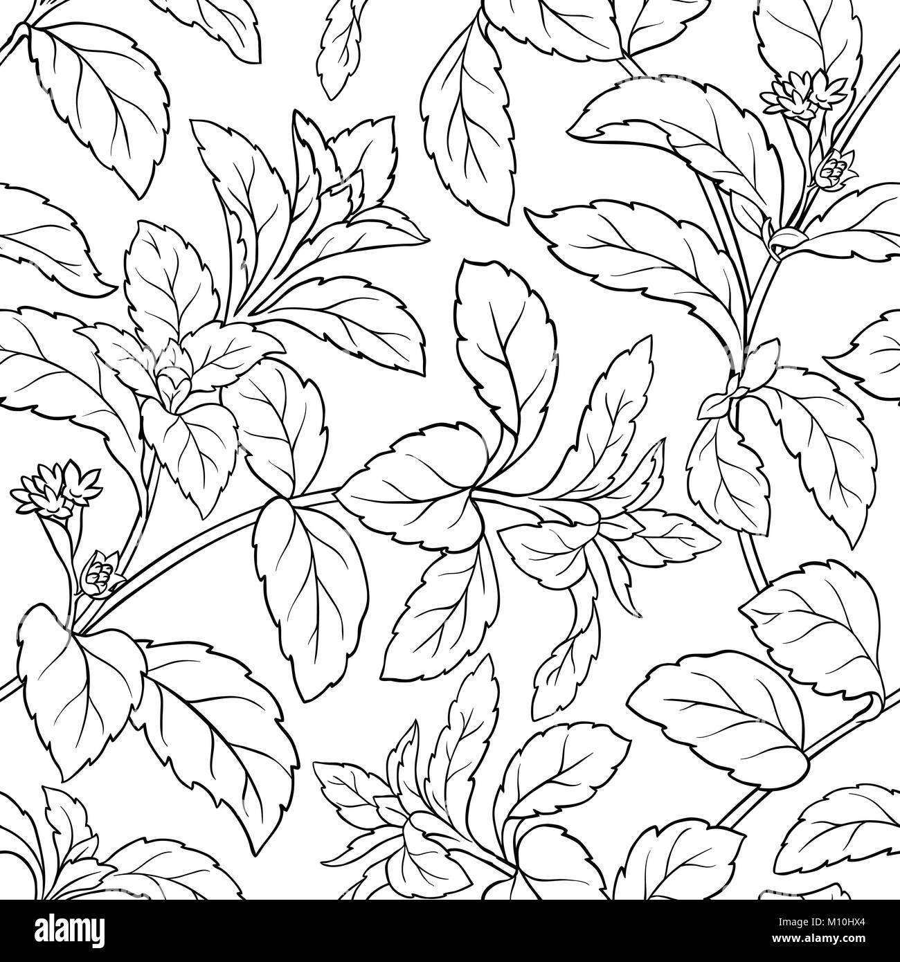 stevia leaves seamless patter on white background Stock Vector