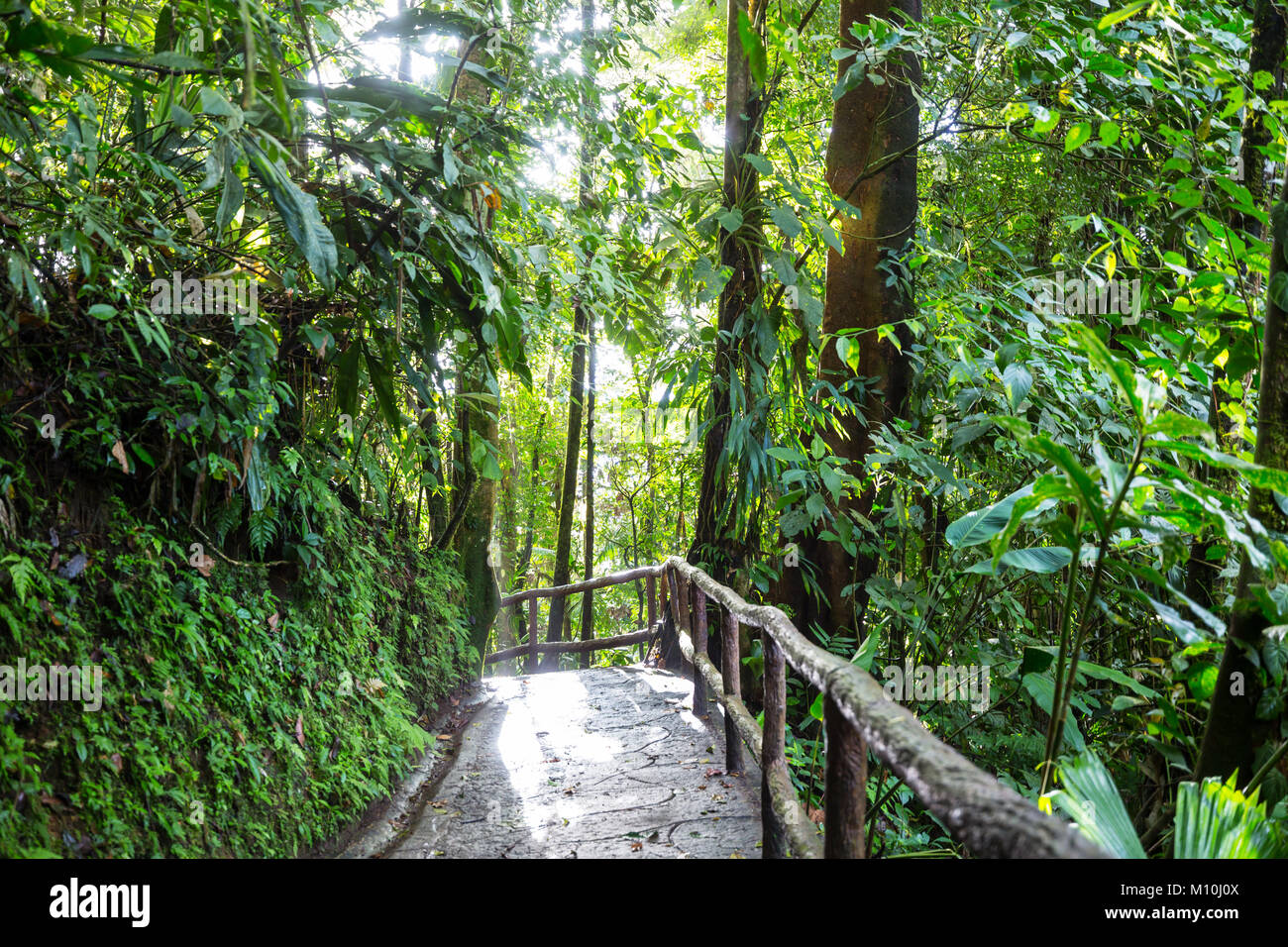 Amazon rainforest canopy fern hi-res stock photography and images - Alamy