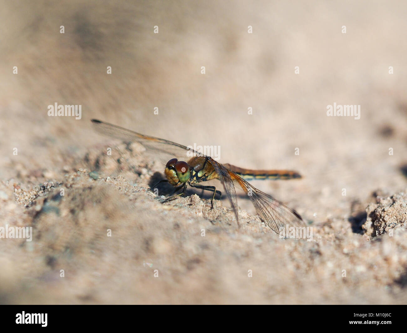 Beautiful dragonfly on the sand. Portrait of an interesting insect ...