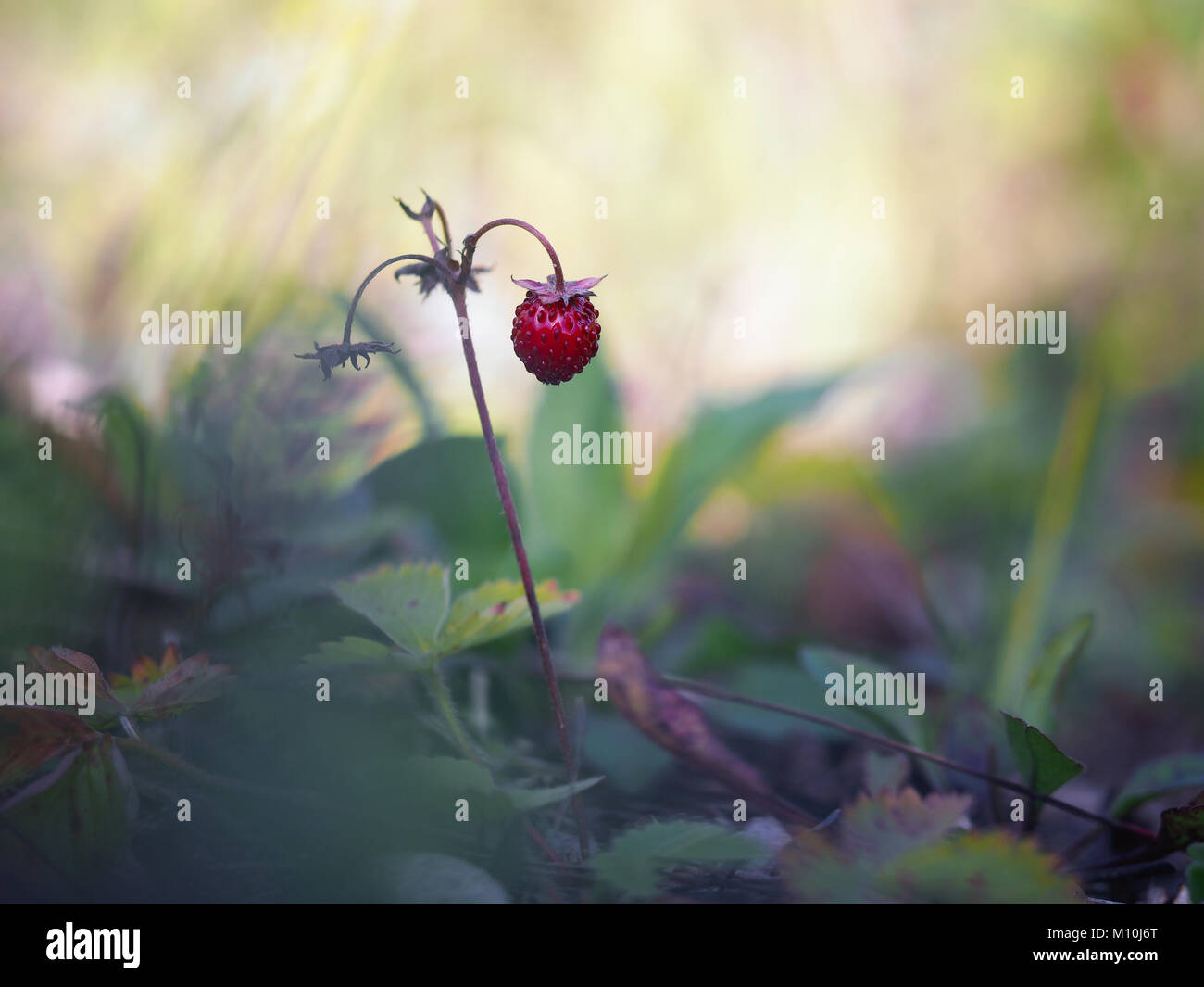 Beautiful Mature Berry wild strawberry in the forest Stock Photo - Alamy