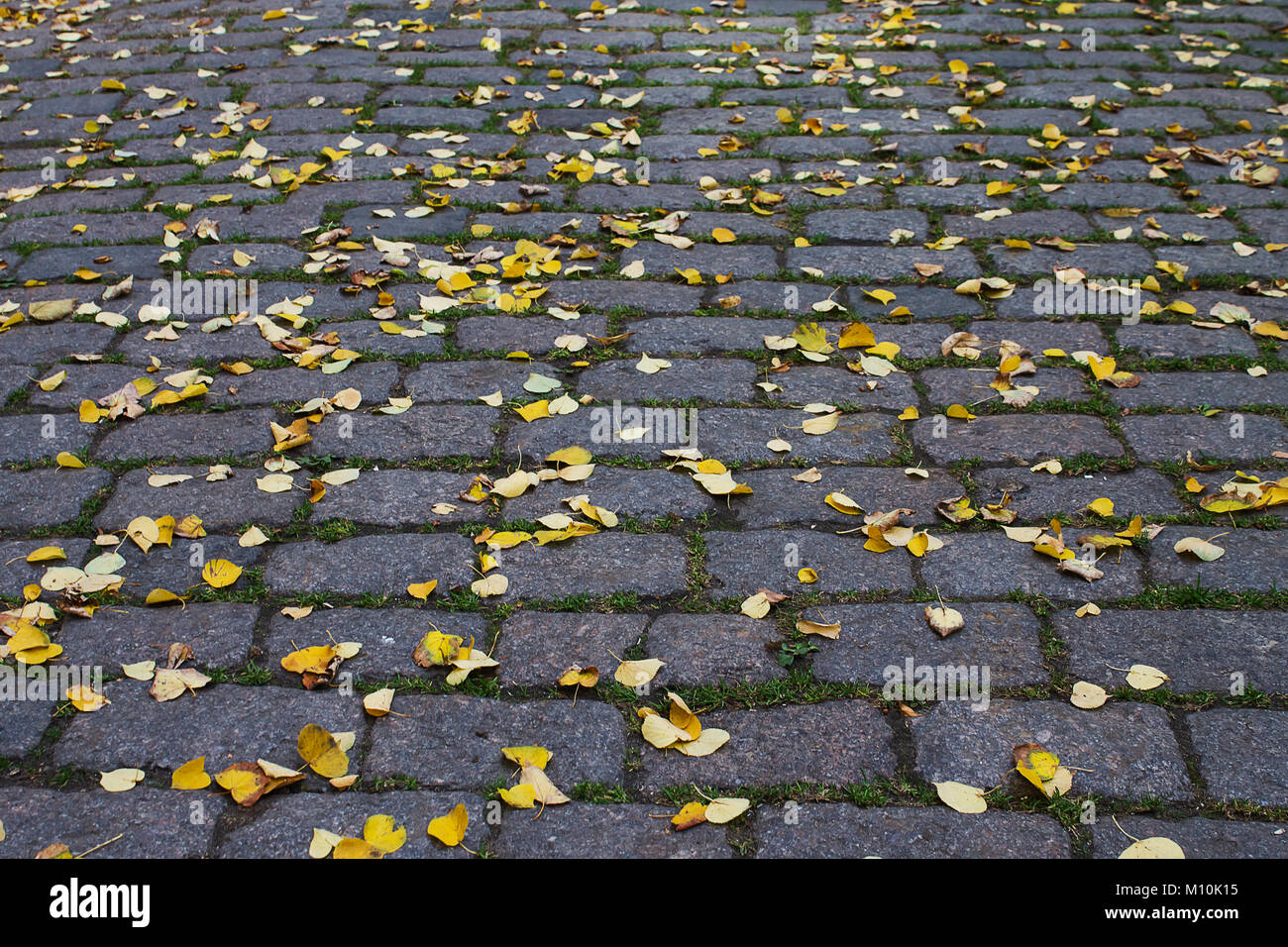 background of the paving stones of the road with yellow autumn leaves ...