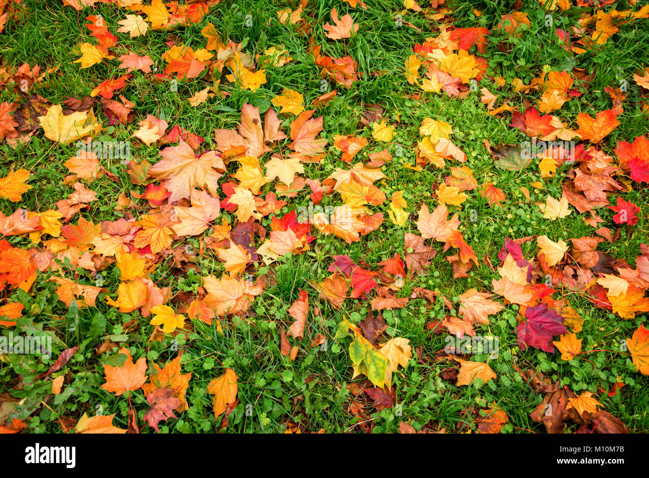 Background of colorful autumnal leaves in the grass Stock Photo