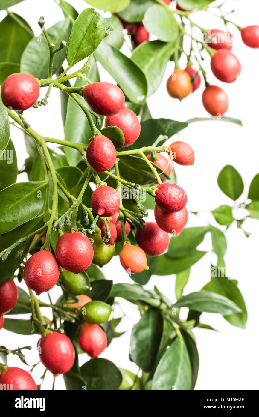 Murraya plant with fruits isolated on a white background Stock Photo