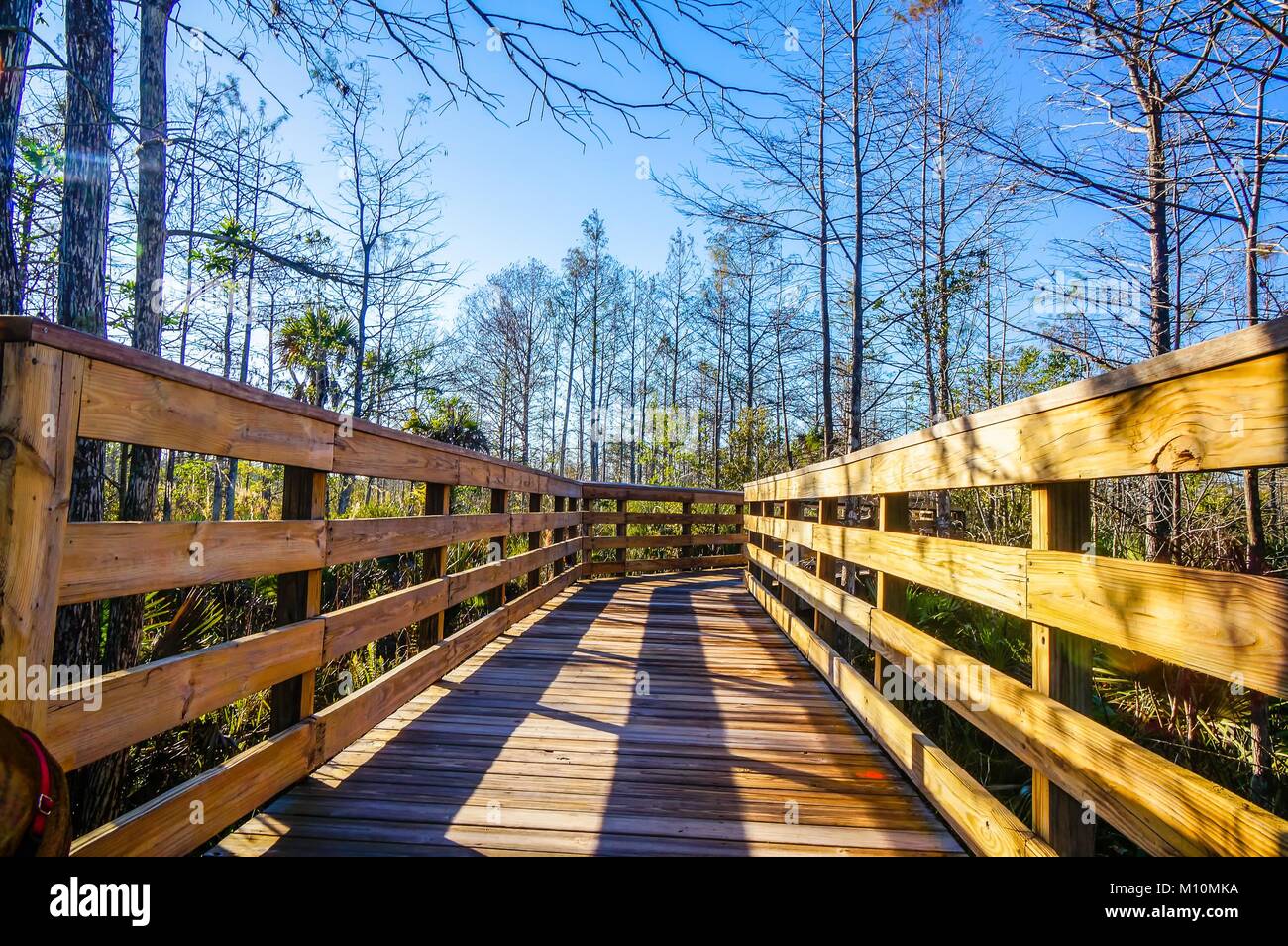 wooden path in a pine glade swamp in South Florida Stock Photo
