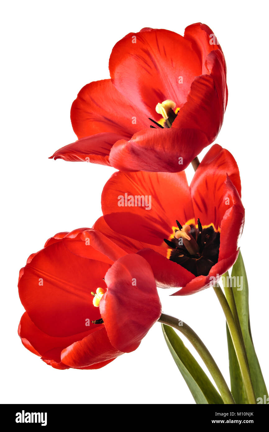 Isolated tulip flowers on a white background Stock Photo - Alamy