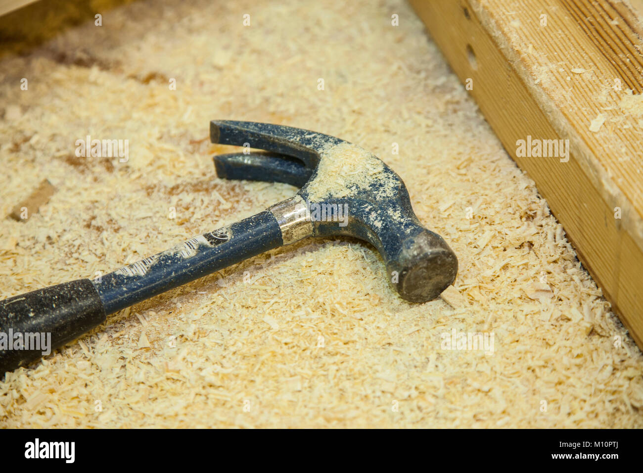 A claw hammer in wood shavings on a work bench. Stock Photo