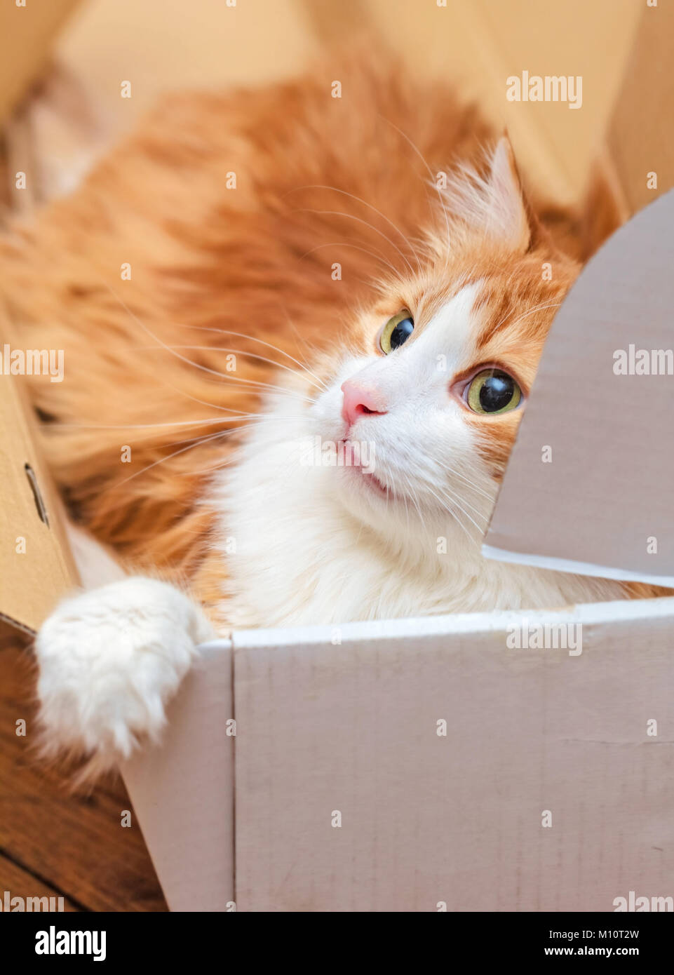 Adorable ginger adult cat in paper white box Stock Photo