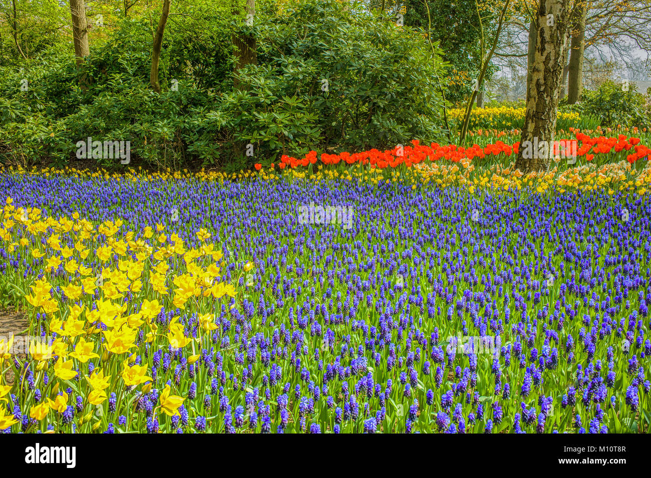 Daffodils and grape hyacinths hires stock photography and images Alamy