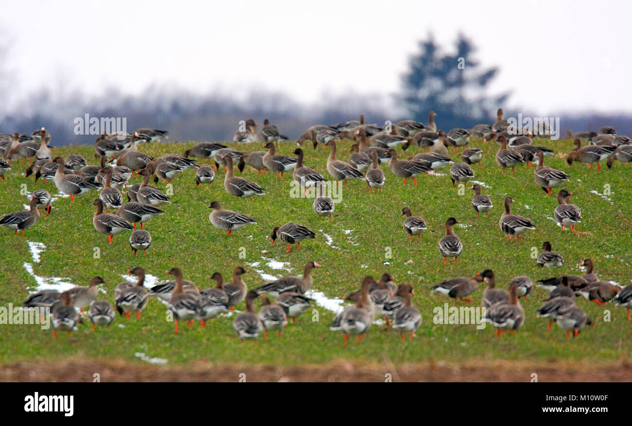 Herd of Bean Goose birds on grassy wetlands during a spring nesting