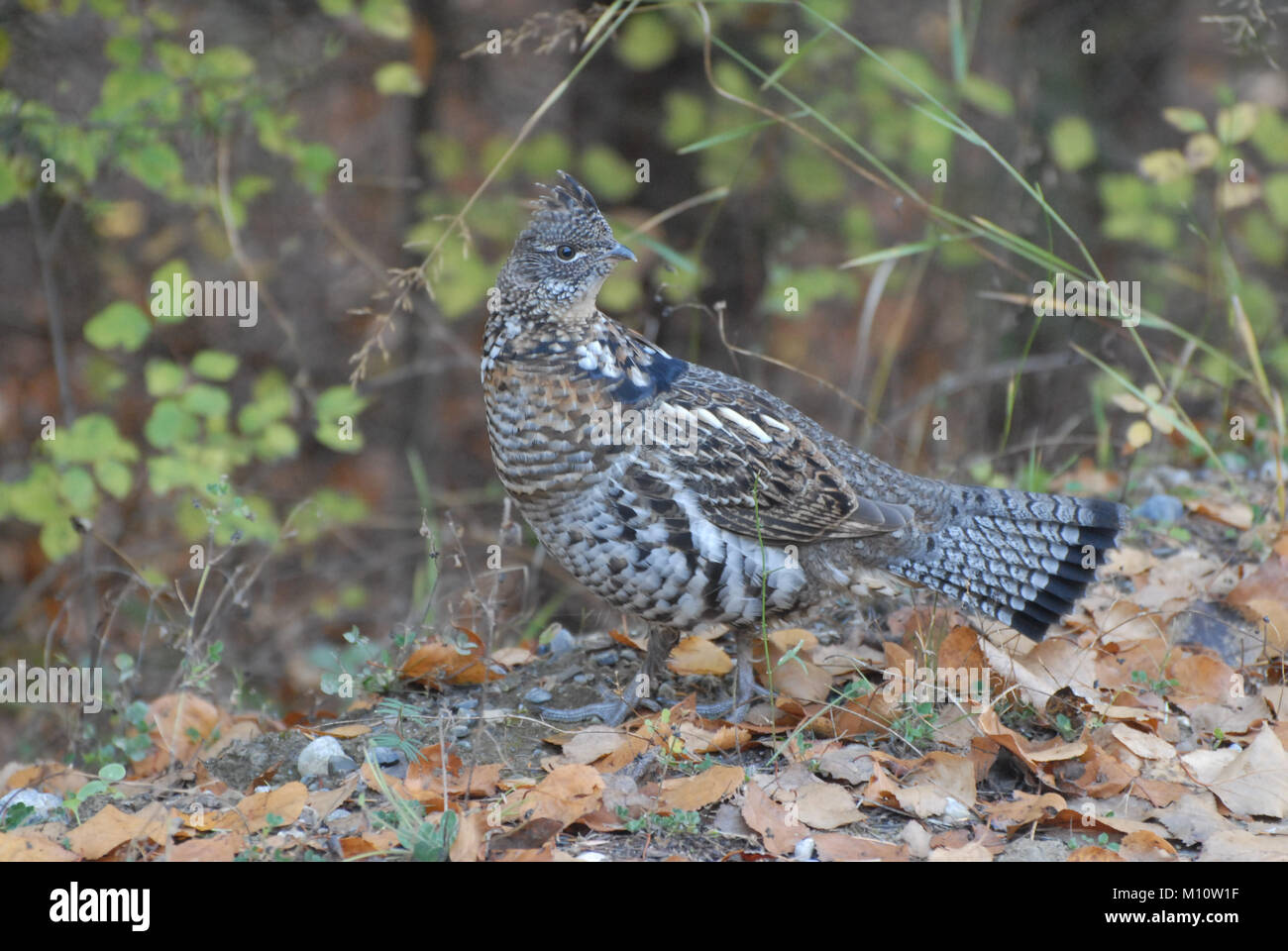 female Spruce Grouse (Falcipennis canadensis) along the Columbia Valley, British Columbia Stock Photo