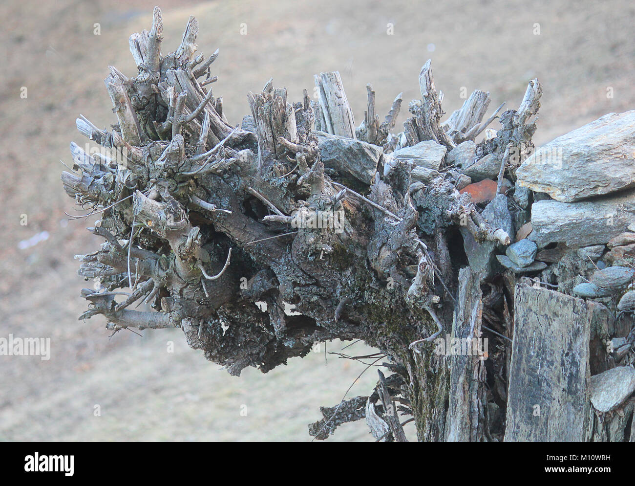 some tree roots in the forest Stock Photo - Alamy