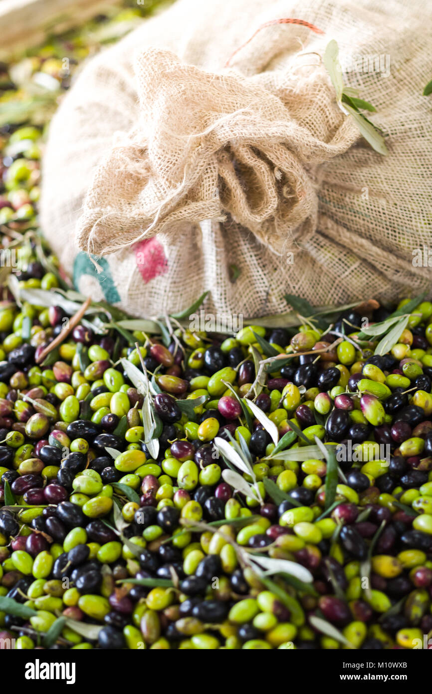 The making of extra virgin Olive Oil in Mola di Bari, Puglia Stock