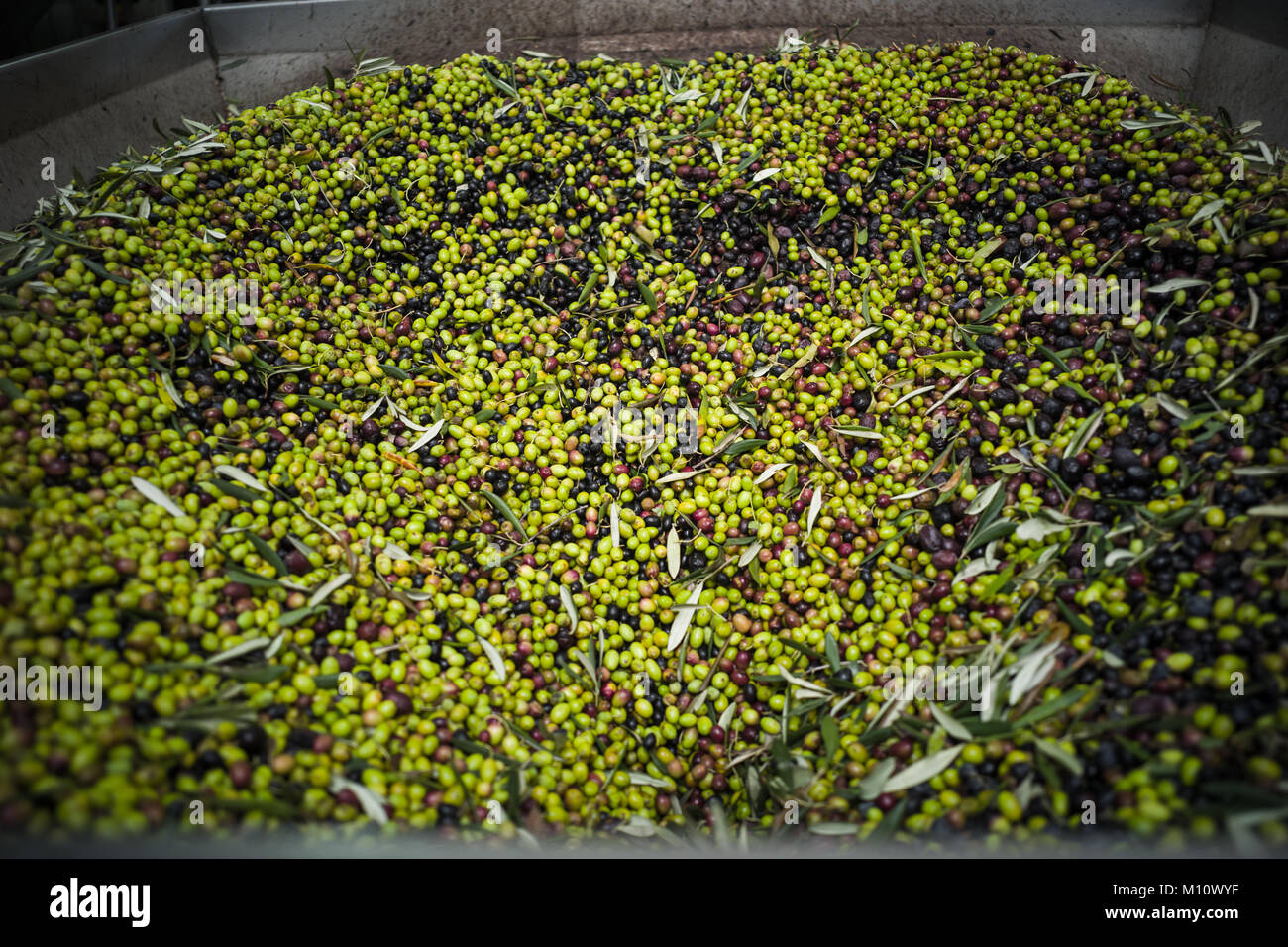 The making of extra virgin Olive Oil in Mola di Bari, Puglia Stock