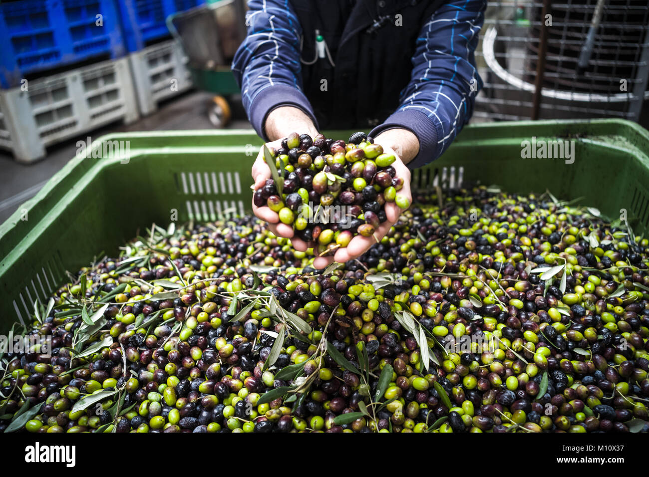 The making of extra virgin Olive Oil in Mola di Bari, Puglia Stock