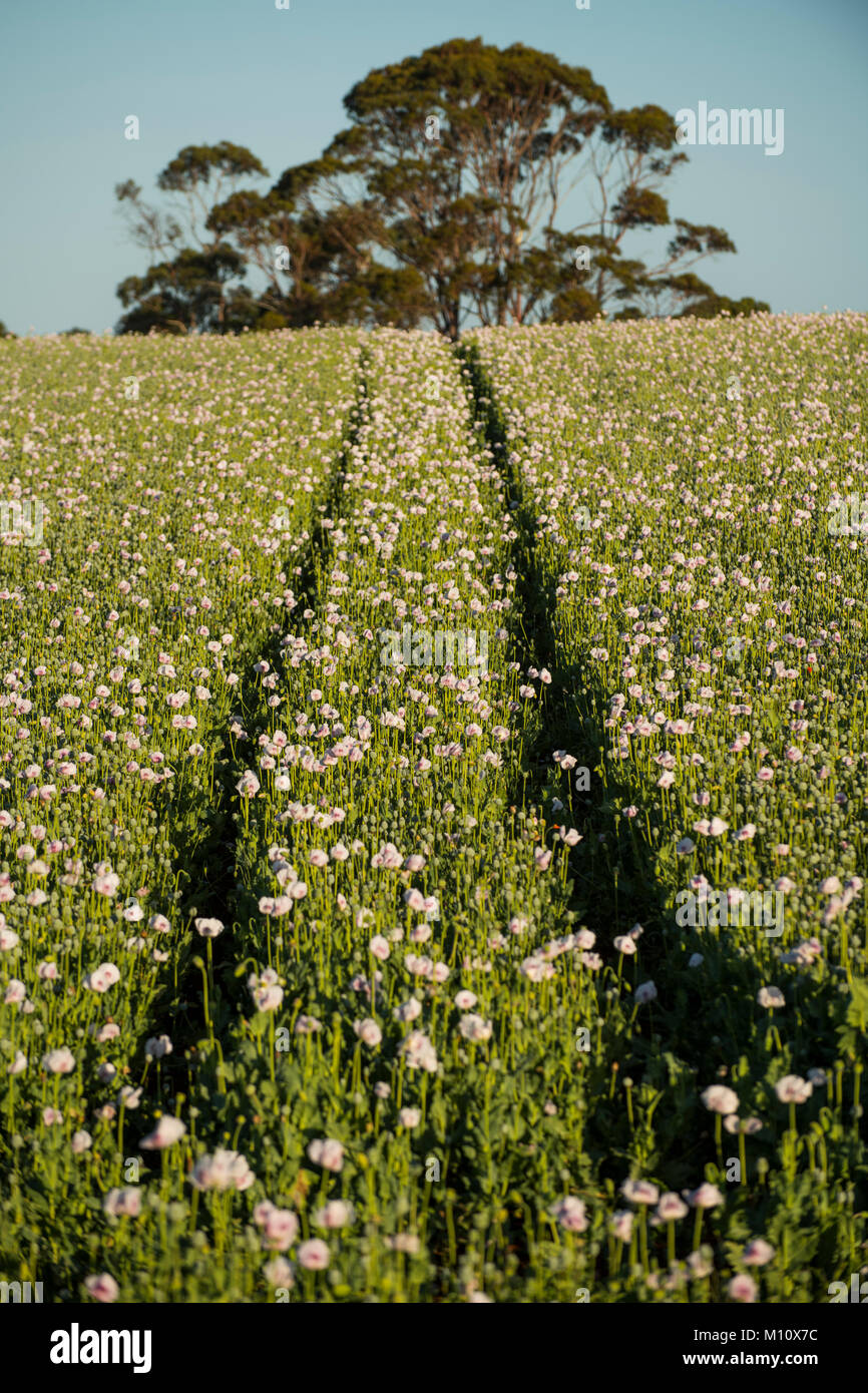 Legal opium poppy farming in Tasmania, Australia provides